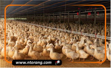 بهترین نژاد اردک برای پرورش کدام است؟